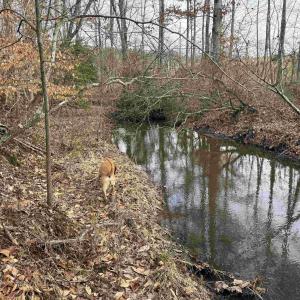 Photo #16 of TBD COMMUNITY HOUSE RD, KENTS STORE, VA 35.0 acres