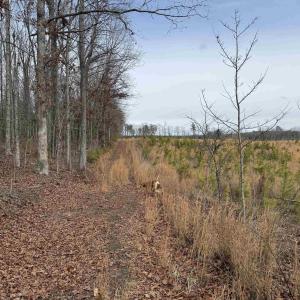 Photo #9 of TBD COMMUNITY HOUSE RD, KENTS STORE, VA 35.0 acres