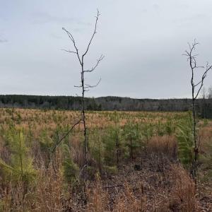 Photo #8 of TBD COMMUNITY HOUSE RD, KENTS STORE, VA 35.0 acres