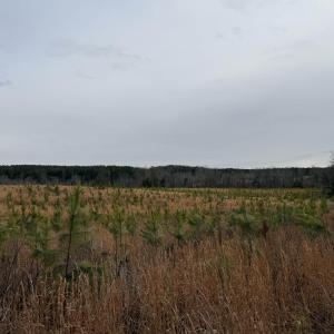 Photo #5 of TBD COMMUNITY HOUSE RD, KENTS STORE, VA 35.0 acres