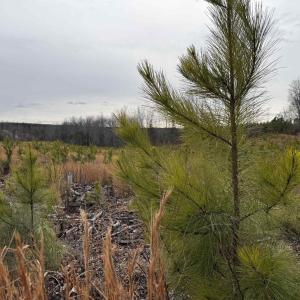 Photo #34 of TBD COMMUNITY HOUSE RD, KENTS STORE, VA 35.0 acres