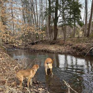 Photo #18 of TBD COMMUNITY HOUSE RD, KENTS STORE, VA 35.0 acres