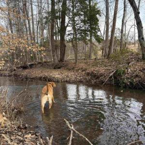 Photo #17 of TBD COMMUNITY HOUSE RD, KENTS STORE, VA 35.0 acres