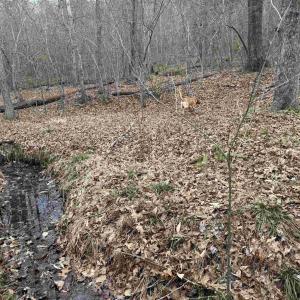 Photo #7 of C2 HARDWARE RD, ARVONIA, VA 11.5 acres