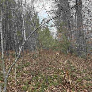 Photo #11 of C2 HARDWARE RD, ARVONIA, VA 11.5 acres