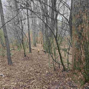 Photo #8 of TBD 1 HARDWARE RD, ARVONIA, VA 6.5 acres