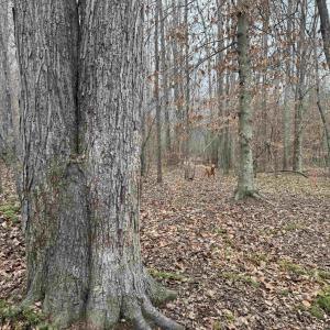 Photo #7 of TBD 1 HARDWARE RD, ARVONIA, VA 6.5 acres