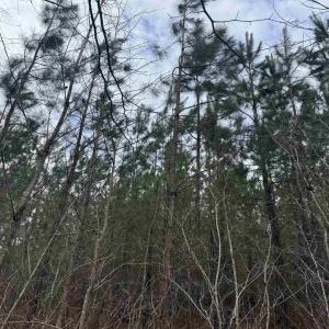 Photo #17 of TBD 2 HARDWARE RD, ARVONIA, VA 4.0 acres