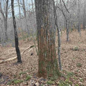 Photo #11 of TBD 2 HARDWARE RD, ARVONIA, VA 4.0 acres