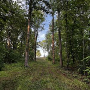Photo #8 of FREDERICKSBURG RD, RUCKERSVILLE, VA 19.0 acres