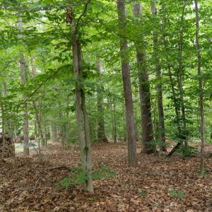 Mature trees around the property.