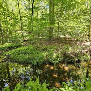 Photo #5 of MANTEO RD, BUCKINGHAM, VA 15.0 acres