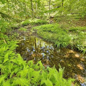 Photo #6 of MANTEO RD, BUCKINGHAM, VA 15.0 acres