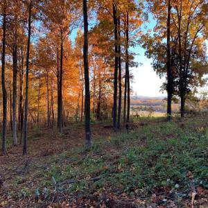 Photo #8 of 48-13o,13v&13u COURTHOUSE MOUNTAIN RD, MADISON, VA 10.6 acres