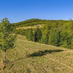 Photo #28 of 695 LAUREL RD, FABER, VA 58.6 acres