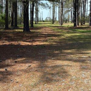 Photo #12 of 21302 WISE POINT LN, ONANCOCK, VA 22.4 acres