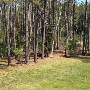 Photo #15 of 21302 WISE POINT LN, ONANCOCK, VA 22.4 acres