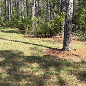 Photo #20 of 21302 WISE POINT LN, ONANCOCK, VA 22.4 acres