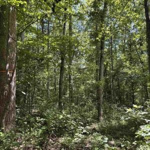 Photo #4 of BAMBI CT, BEAVERDAM, VA 10.1 acres