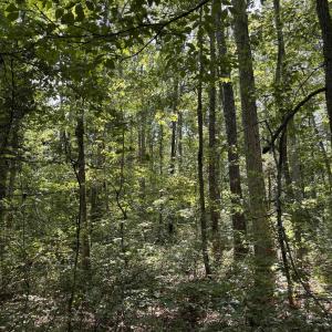 Photo #8 of BAMBI CT, BEAVERDAM, VA 10.1 acres