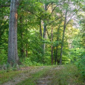 Photo #50 of TBD BRIDGEPORT RD, ARVONIA, VA 29.6 acres