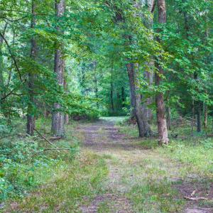 Photo #49 of TBD BRIDGEPORT RD, ARVONIA, VA 29.6 acres