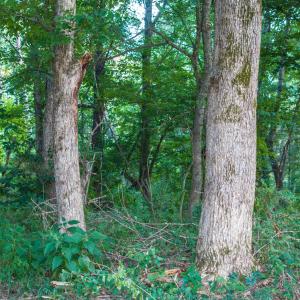 Photo #47 of TBD BRIDGEPORT RD, ARVONIA, VA 29.6 acres