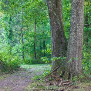 Photo #48 of TBD BRIDGEPORT RD, ARVONIA, VA 29.6 acres