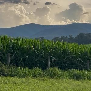 Photo #1 of TBD ROUDABUSH LN, CHURCHVILLE, VA 3.8 acres