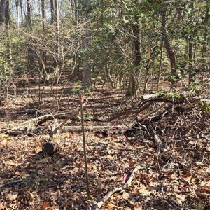 Photo #15 of Lot 16 LUCAS TR, MACHIPONGO, VA 3.8 acres