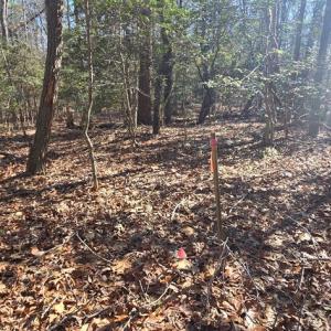 Photo #11 of Lot 16 LUCAS TR, MACHIPONGO, VA 3.8 acres