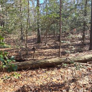 Photo #12 of Lot 16 LUCAS TR, MACHIPONGO, VA 3.8 acres