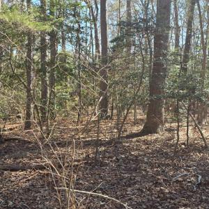 Photo #16 of Lot 16 LUCAS TR, MACHIPONGO, VA 3.8 acres