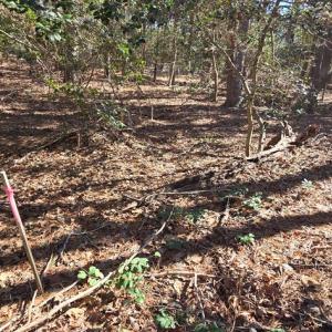 Photo #17 of Lot 16 LUCAS TR, MACHIPONGO, VA 3.8 acres