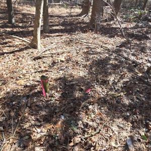 Photo #18 of Lot 16 LUCAS TR, MACHIPONGO, VA 3.8 acres
