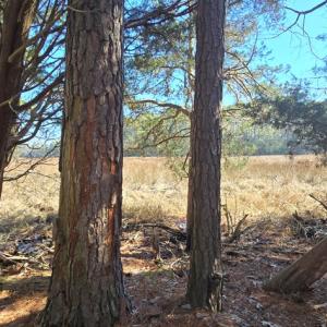 Photo #19 of Lot 16 LUCAS TR, MACHIPONGO, VA 3.8 acres