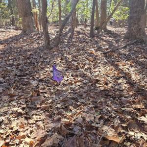 Photo #22 of Lot 16 LUCAS TR, MACHIPONGO, VA 3.8 acres