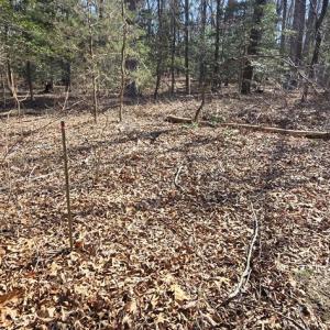 Photo #3 of Lot 16 LUCAS TR, MACHIPONGO, VA 3.8 acres