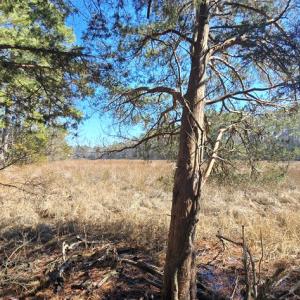 Photo #8 of Lot 16 LUCAS TR, MACHIPONGO, VA 3.8 acres