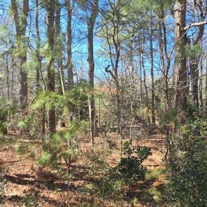 Photo #10 of Lot 3 PEACEFUL LAKES DR, EXMORE, VA 1.5 acres