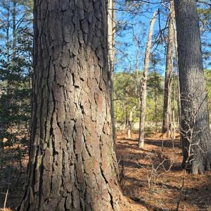 Photo #14 of Lot 3 PEACEFUL LAKES DR, EXMORE, VA 1.5 acres