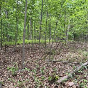 Photo #8 of COURTNEY SCHOOL, MIDLAND, VA 34.0 acres