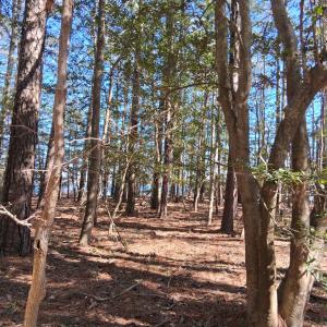 Photo #12 of Lot H HOLLY SHORES LN, HACKSNECK, VA 3.6 acres
