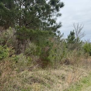 Photo #2 of Lot 6 CEDAR GROVE DRIVE, PAINTER, VA 1.6 acres