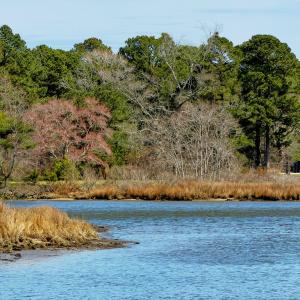 view from next door to lot at water