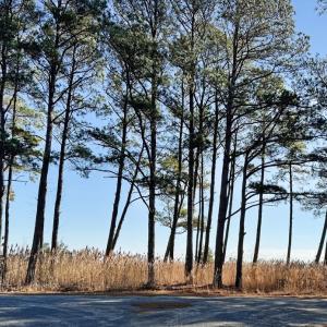 Photo #5 of Lot 720 CASTAWAY DR, GREENBACKVILLE, VA 8.0 acres