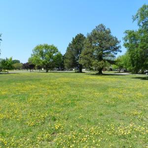 Photo #24 of Lot 45 ARLINGTON CHASE RD, CAPE CHARLES, VA 1.5 acres