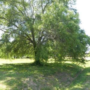 Photo #25 of Lot 45 ARLINGTON CHASE RD, CAPE CHARLES, VA 1.5 acres