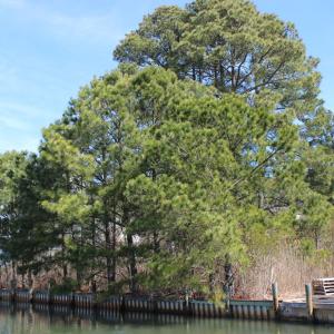 Photo #2 of 1213 SALTY WAY, GREENBACKVILLE, VA 84.0 acres