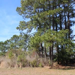 Photo #7 of 1213 SALTY WAY, GREENBACKVILLE, VA 84.0 acres